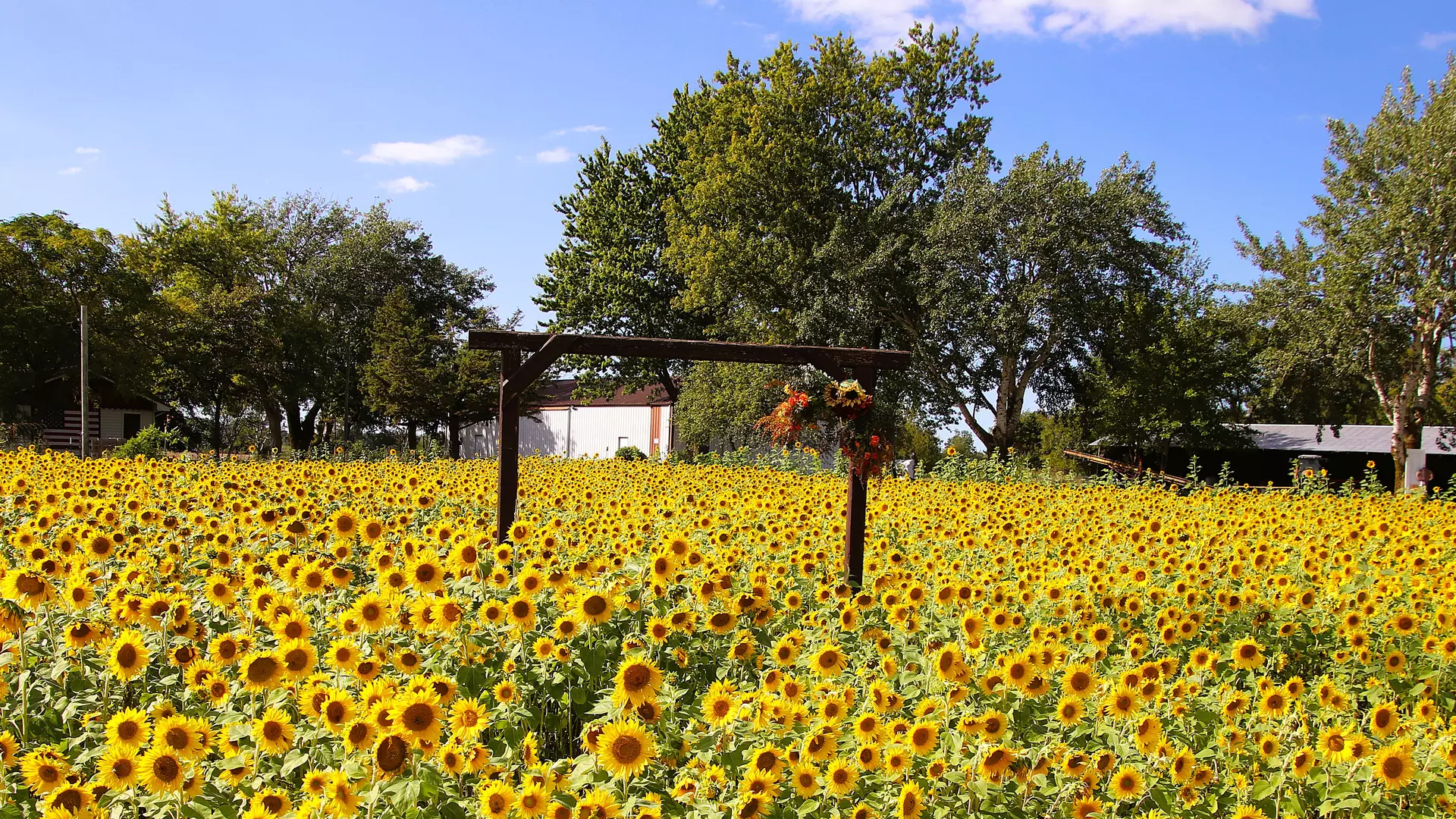 Field blooming with sunflowers